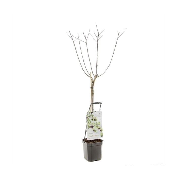 Pruimenboom - Wonder Tree Opal Pruimenboom - Wonder Tree Opal