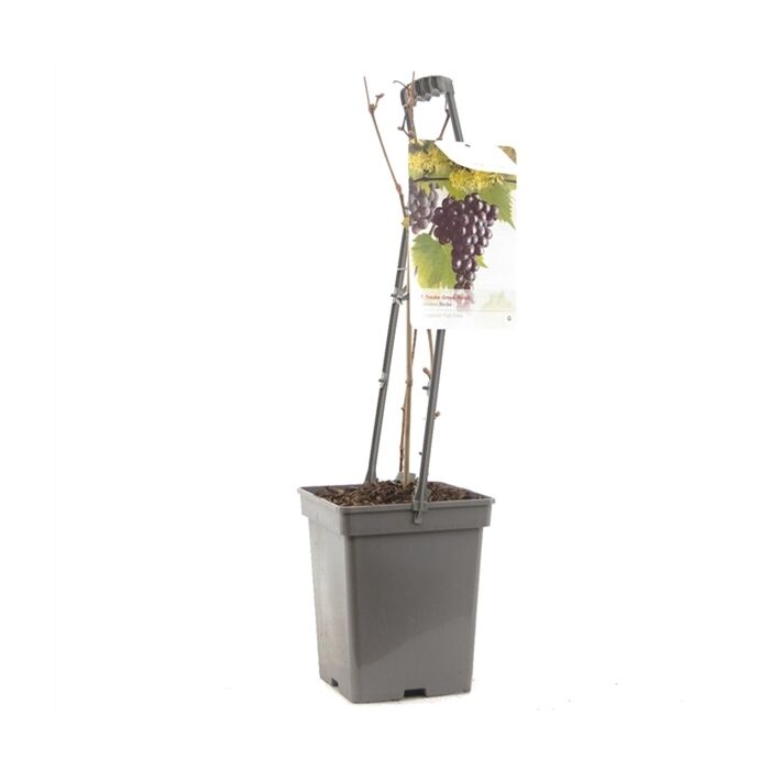 Pitloze blauwe druif - Vitis vinifera 'Heike
