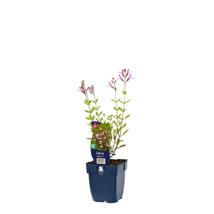 Salie - Origanum 'Joy' Salie - Origanum 'Joy'