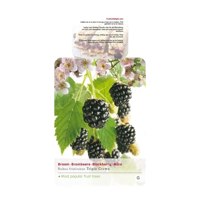 Doornloze Braam - Rubus frut. Triple Crown