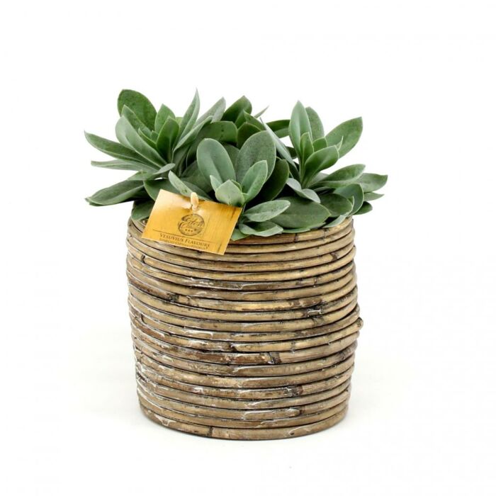 Senecio Cephalophorus P12