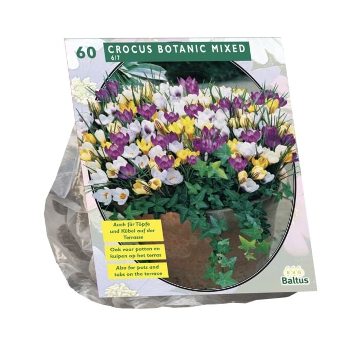Crocus Botanisch, Mix per 60 Crocus Botanisch, Mix per 60