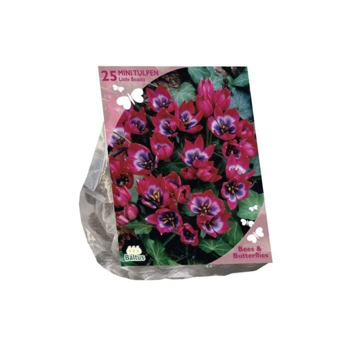 Bees & Butterflies - Tulipa Little Beauty per 25 Bees & Butterflies - Tulipa Little Beauty per 25