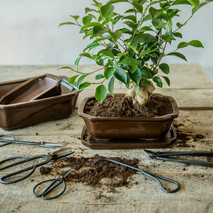 Takschaar Bonsai