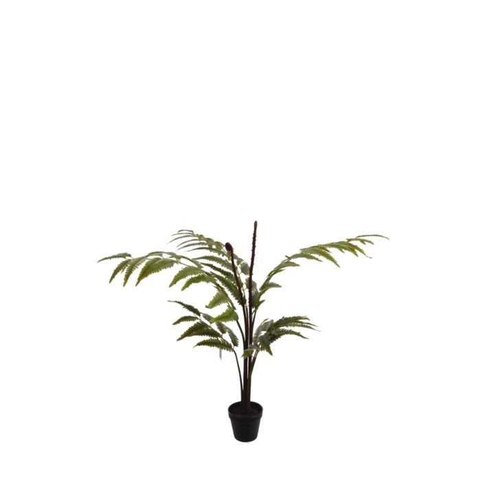 Leather Fern Tree W/78 Lvs Green