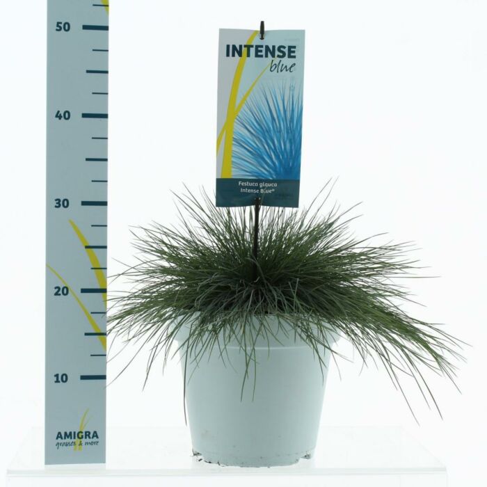 blauw schapengras - Festuca glauca 'Intense Blue' 23 cm blauw schapengras - Festuca glauca 'Intense Blue' 23 cm