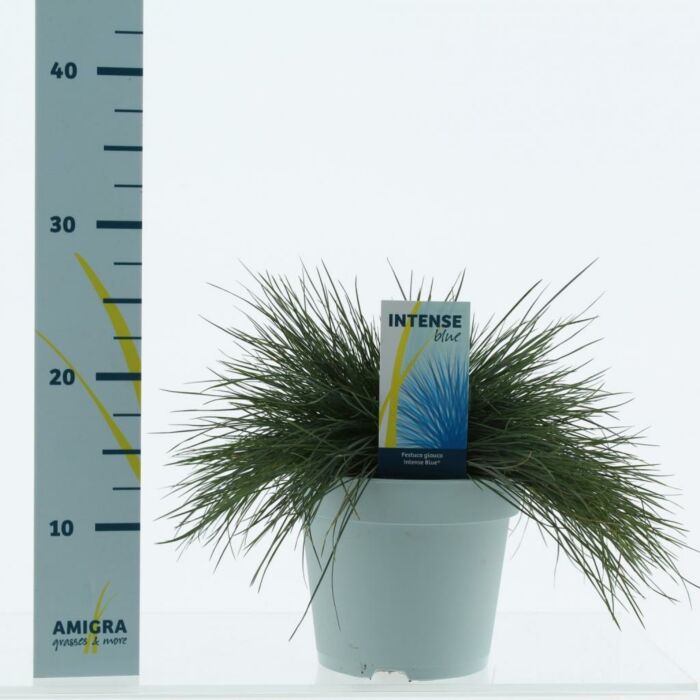 blauw schapengras - Festuca Glauca "Intense Blue" 17 cm