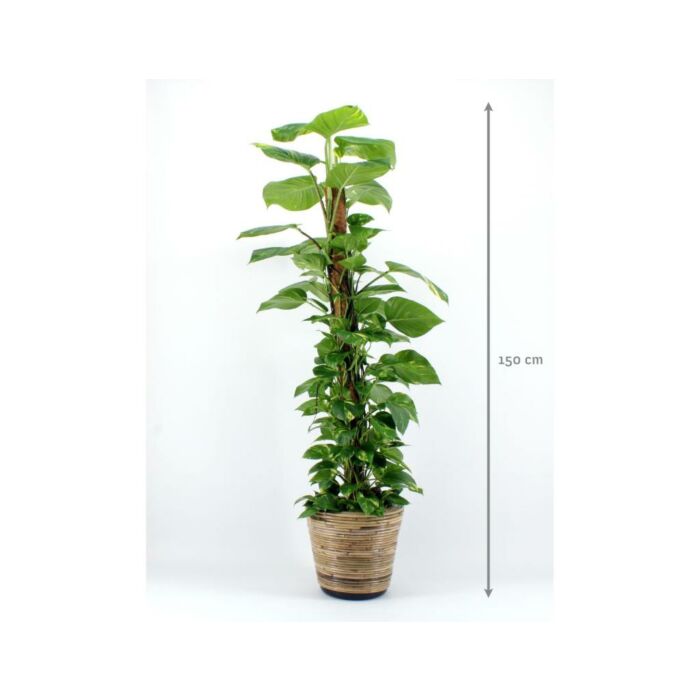 Epipremnum (Scindapsus) 150cm