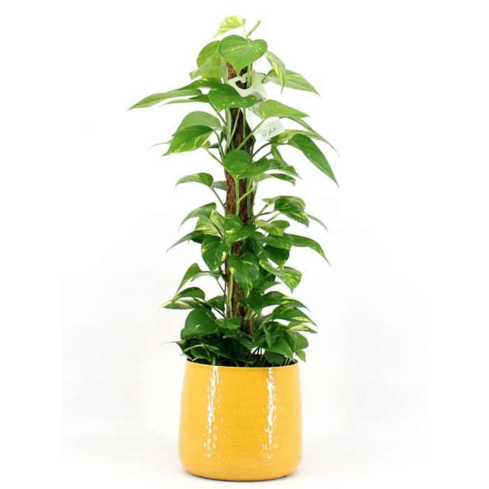 Kamerplant Epipremnum Mos 