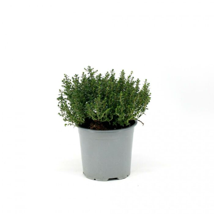 Tijm Citriodorus Ø 14 cm