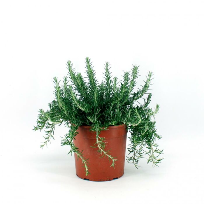 Kruip-Rozemarijn Ø18 struik