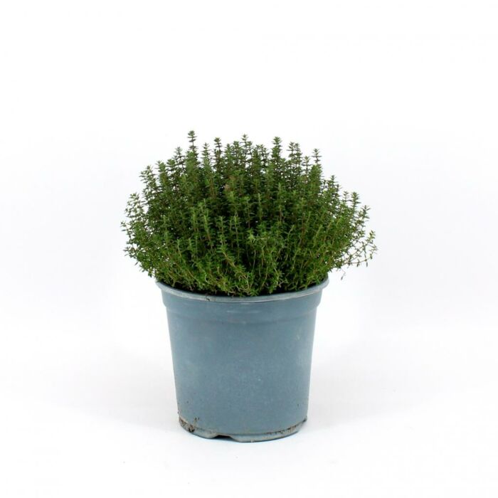 Tijm "Faustini" Ø18 Struik