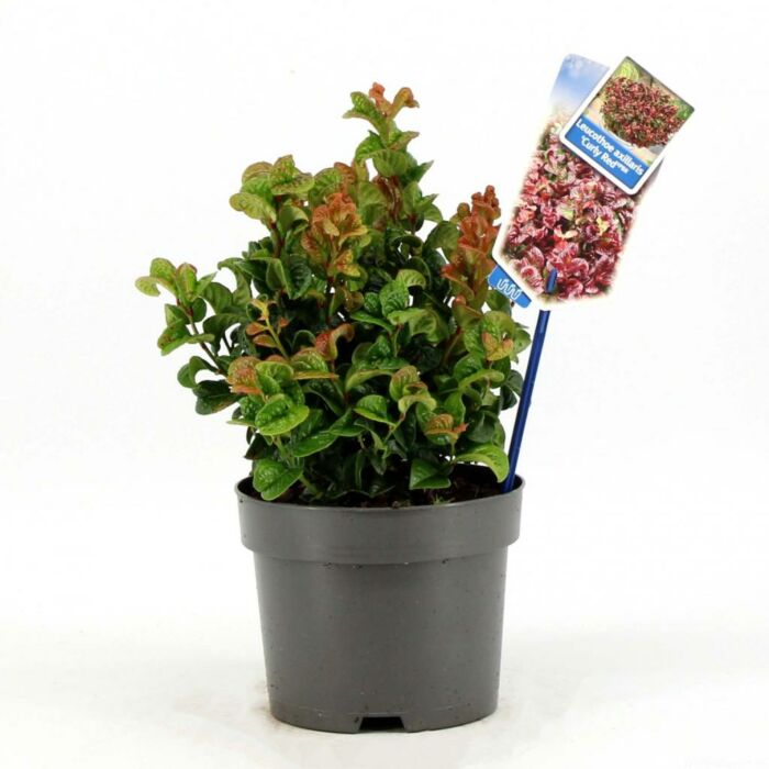Leucothoe axillaris Curly Red