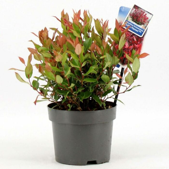 Leucothoe Little Flames