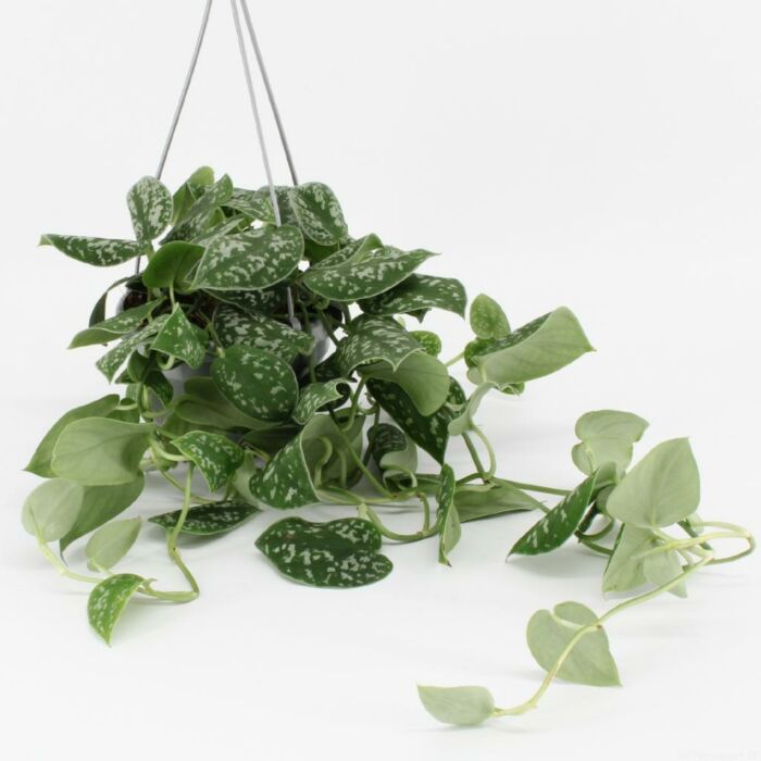 Scindapsus Pictus Hp