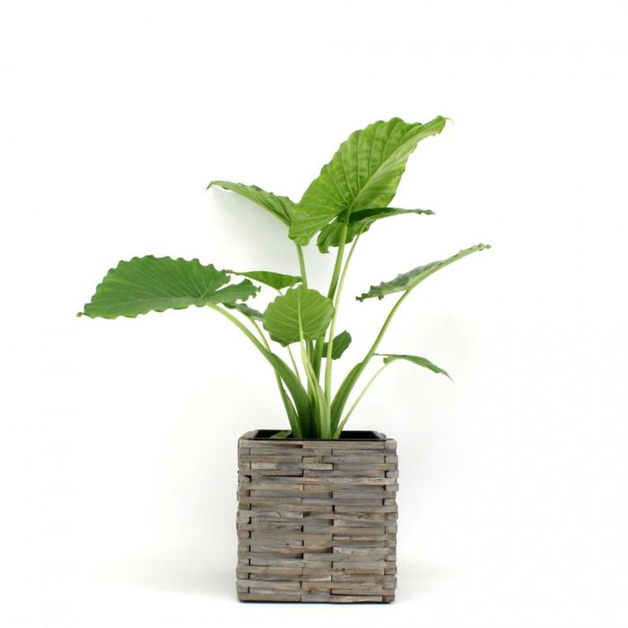 Olifantsoor Alocasia gageana