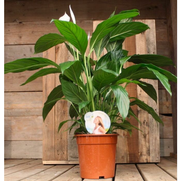 Spathiphyllum "Sebastiano"