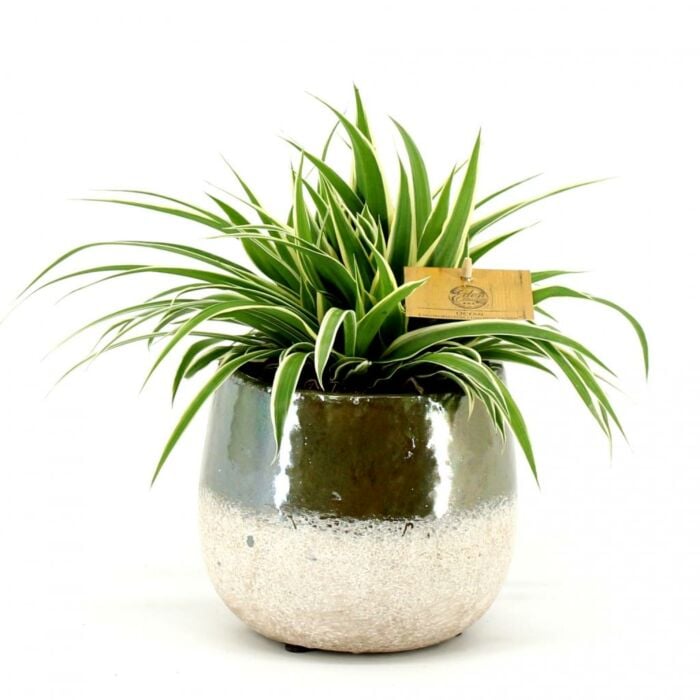Chlorophytum com. Ocean P12