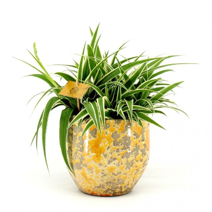 Chlorophytum Ocean P15 Chlorophytum Ocean P15