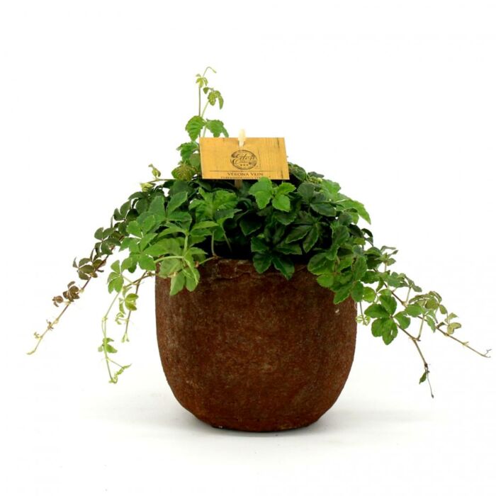 Parthenocissus Striata P12 Parthenocissus Striata P12