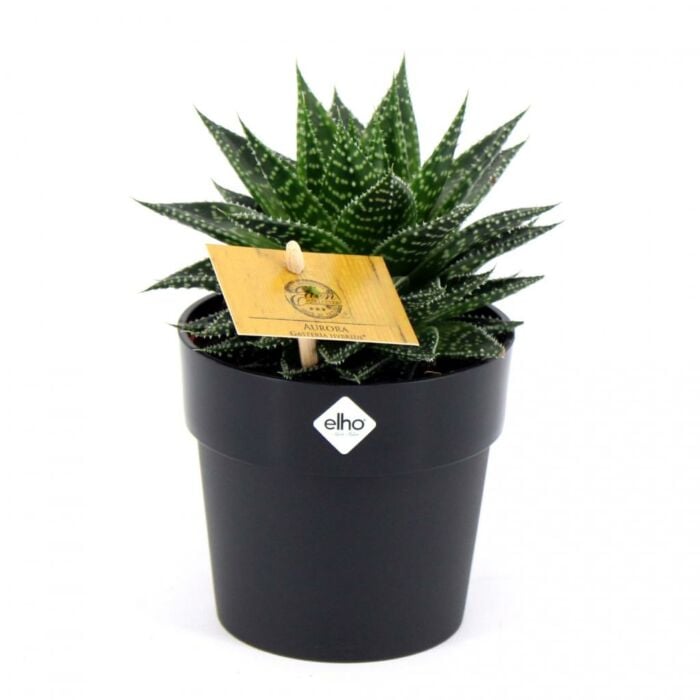 Gasteria hybride aurora Gasteria hybride aurora