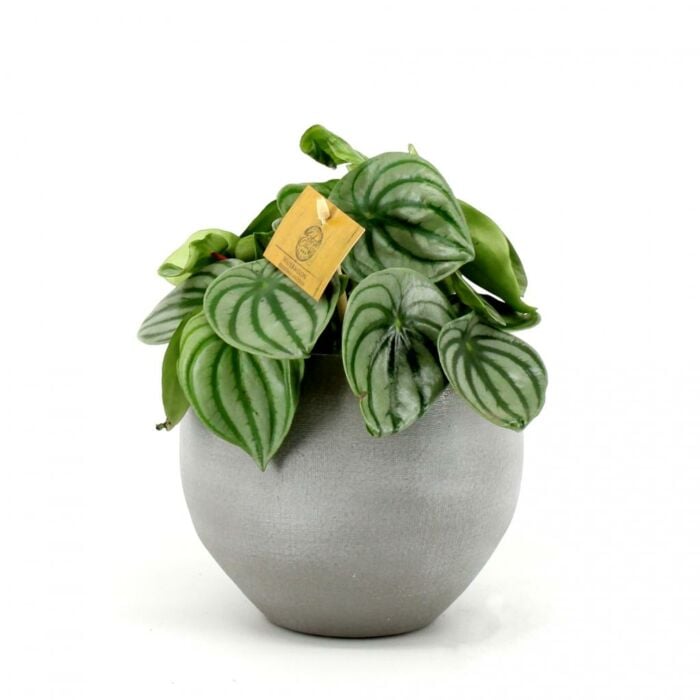 Peperomia argyreia P12