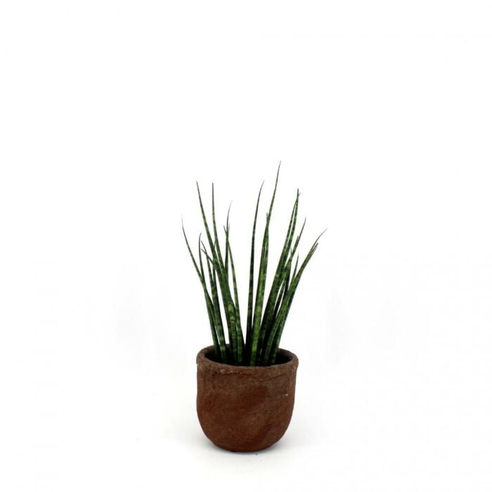 Sansevieria Fernwood Mikado Sansevieria Fernwood Mikado