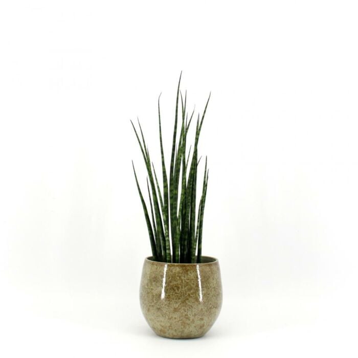 Sansevieria Fernwood Mikado Sansevieria Fernwood Mikado
