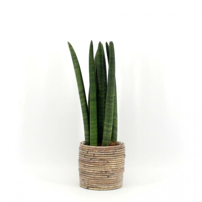 Sansevieria Straight
