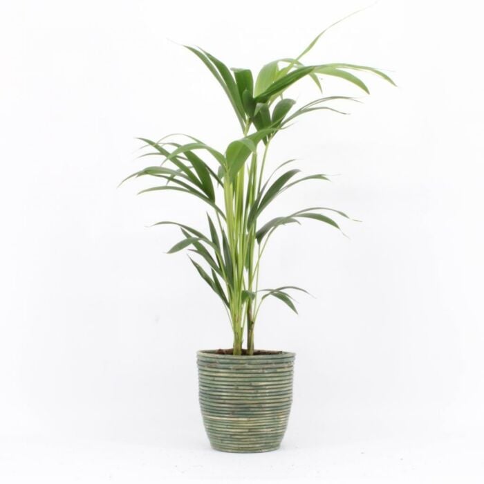 Kentiapalm Howea Forsteriana, 4 stek p/pot Kentiapalm Howea Forsteriana, 4 stek p/pot