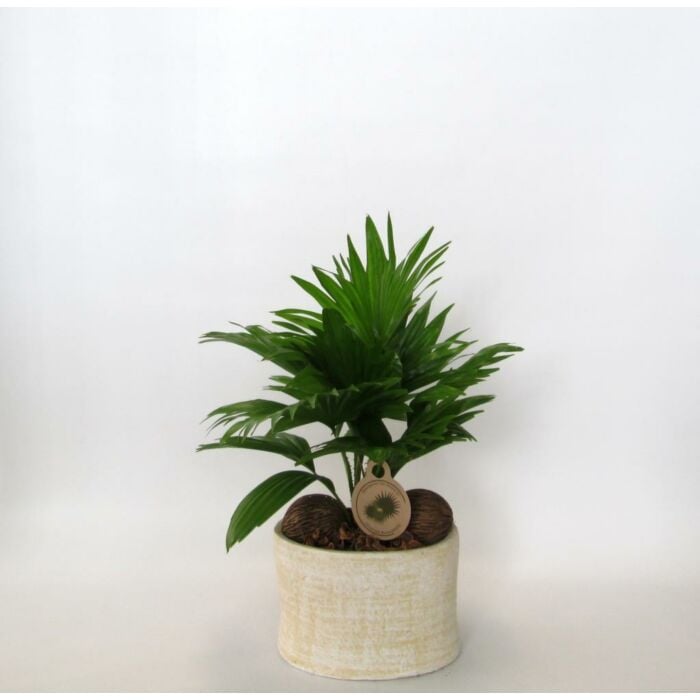 Waaierpalm - Livistona inclusief Handgedraaide pot Ruby