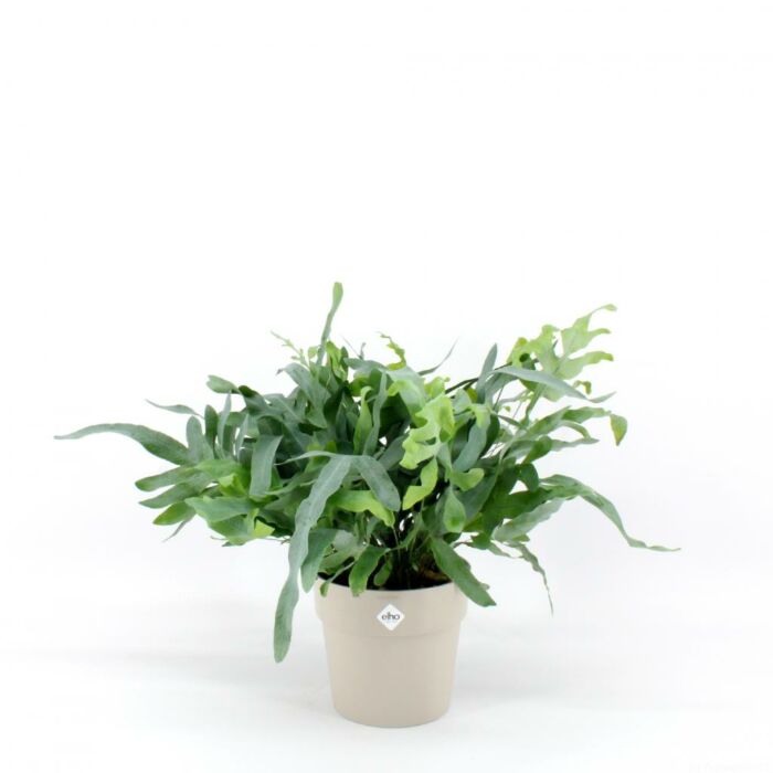 Phlebodium aur. Blue Star Phlebodium aur. Blue Star