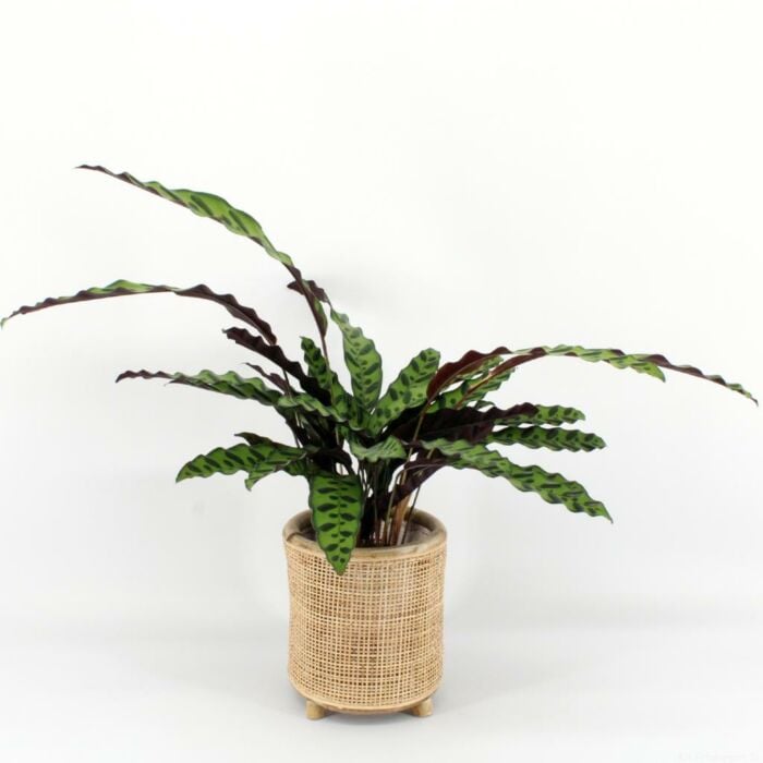 Calathea Insigne - 75CM