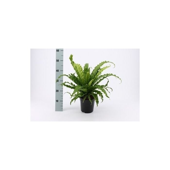 Asplenium Osaka P17 ASP