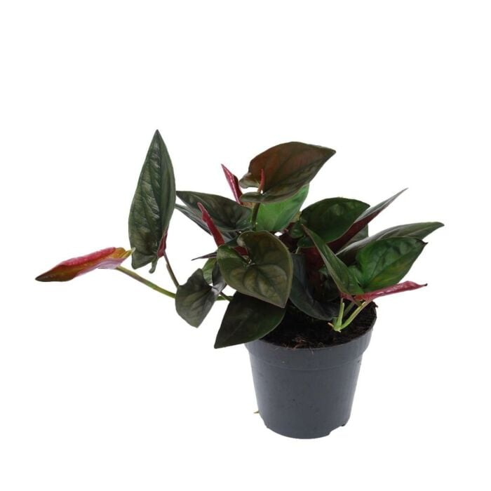 Syngonium Erythrophyllum