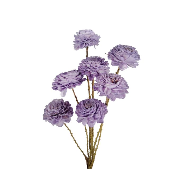Bunch Shola Ranunculus paars 6 cm - HBX Natural Living