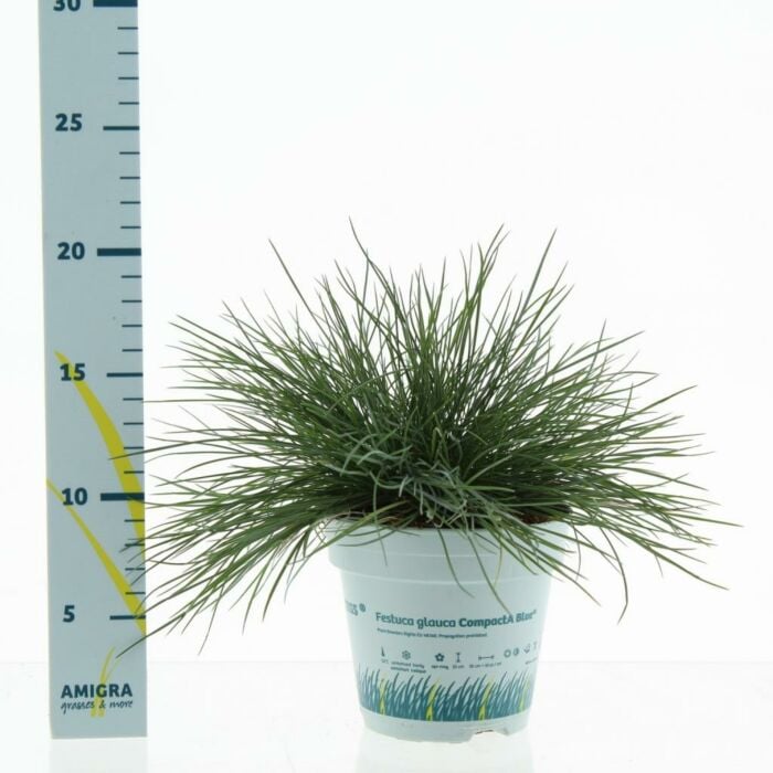 blauw schapengras - Festuca glauca CompactA Blue