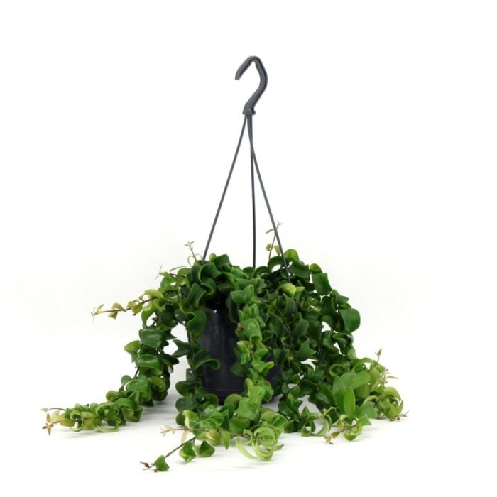 Aeschynanthus Rasta Aeschynanthus Rasta