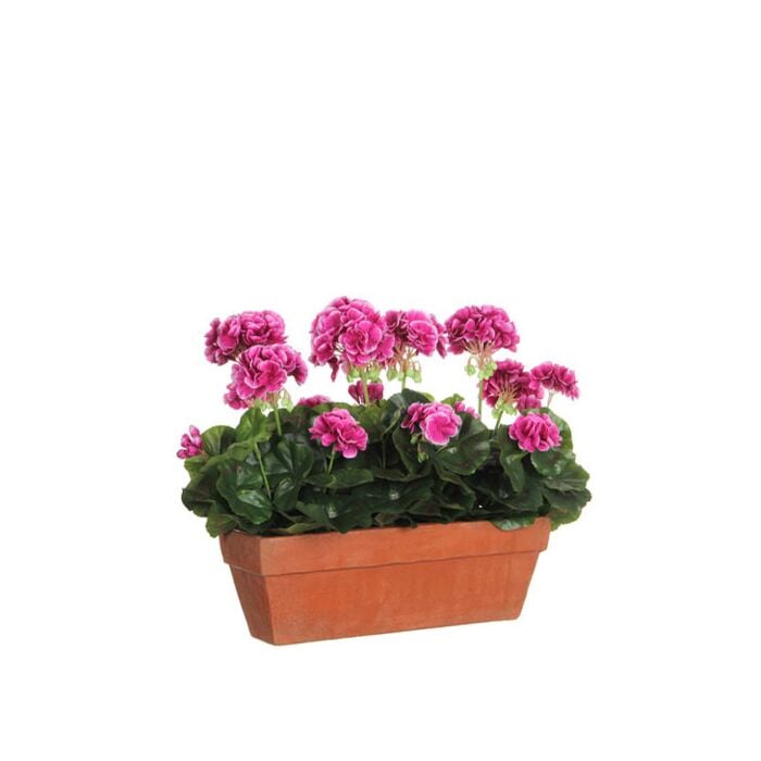 Geranium paars in balkonbak terra 39 cm - Mica