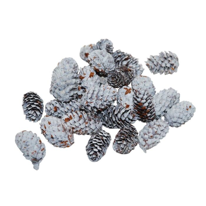 Denneappel spruce mini 4-5cm wit