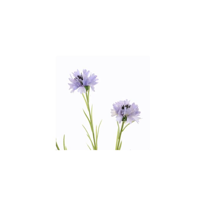 Korenbloem lila 66 cm