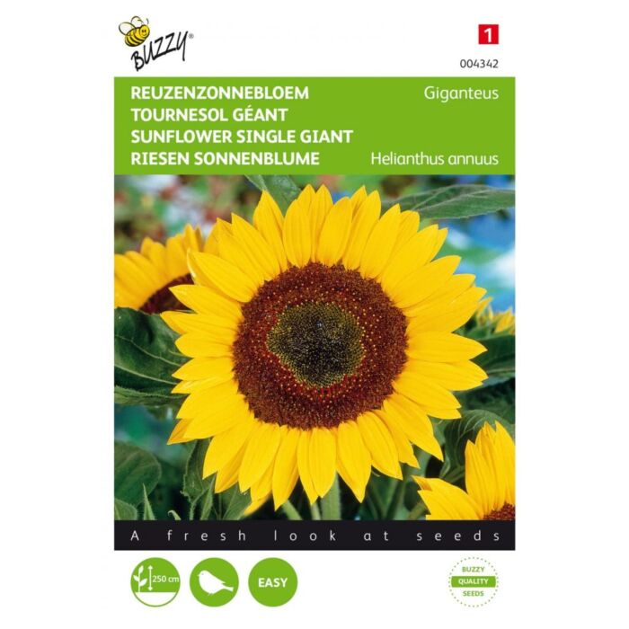 Helianthus, Reuzenzonnebloem Giganteus - Buzzy Helianthus, Reuzenzonnebloem Giganteus - Buzzy