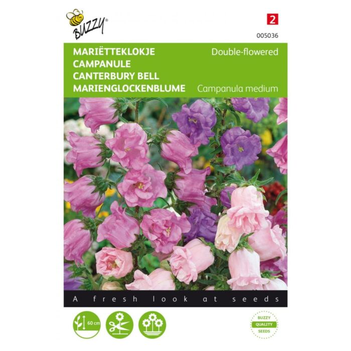 Campanula, Mariëtteklokje dubbelbloemig - Buzzy Campanula, Mariëtteklokje dubbelbloemig - Buzzy