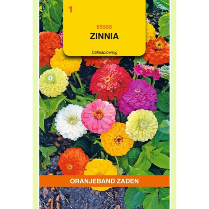 Zinnia Elegans Dahliabloem Mix 1.5G