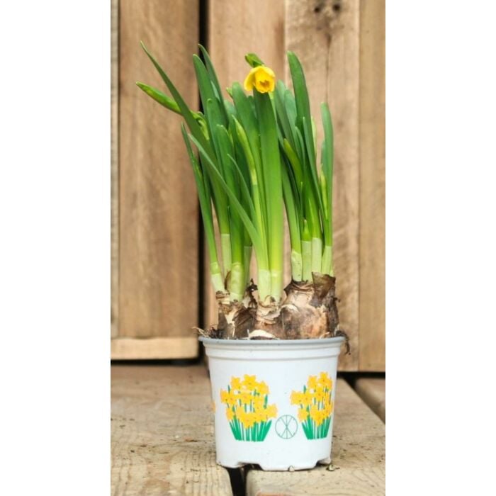 Narcis tete a tete p8 Narcis tete a tete p8