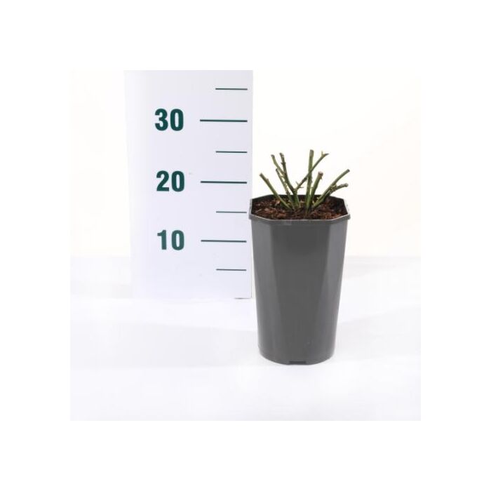 Rosa 'Crystal Fairy'®