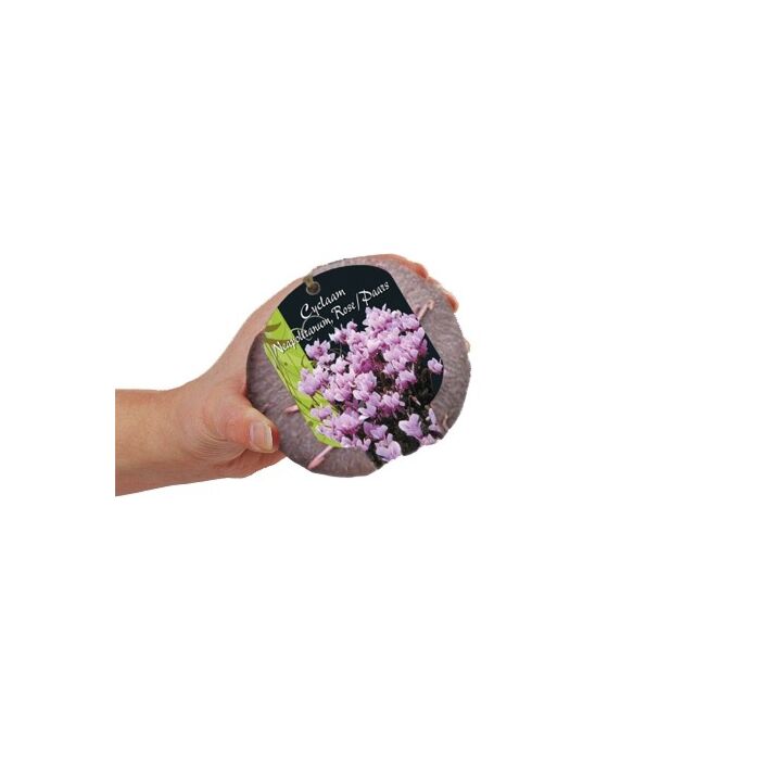 Cyclaam Neapolitanum (Steeketiket)