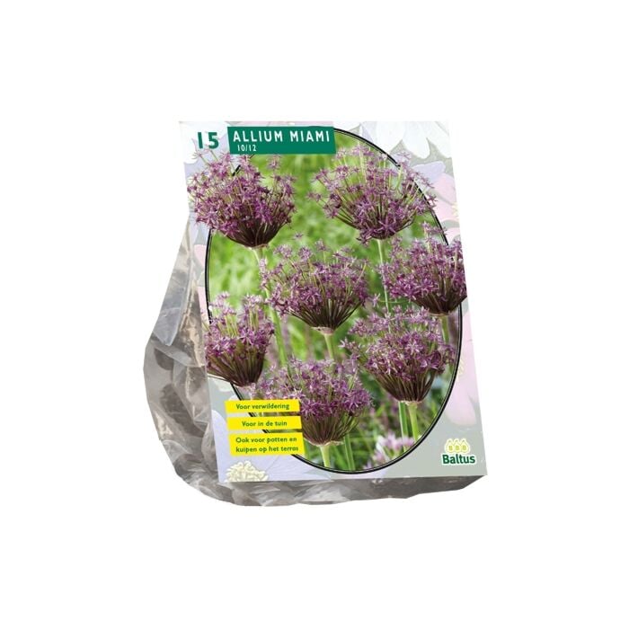 Allium Miami per 15