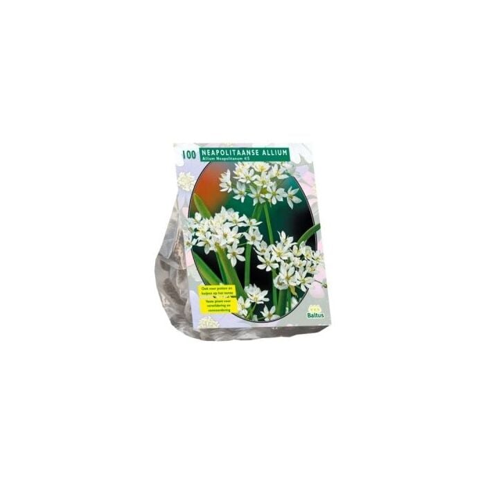 Allium Neapolitanum per 100 Allium Neapolitanum per 100