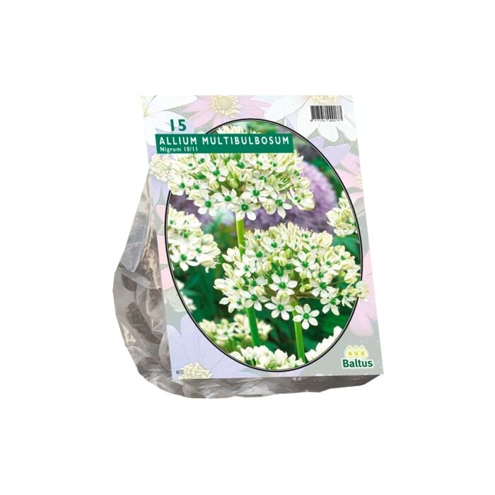 Allium Nigrum Multibubosum per 15 Allium Nigrum Multibubosum per 15